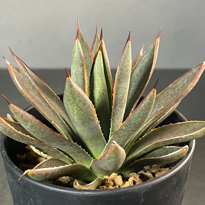 N PLANTS ORIGINAL HYBRID 001 ］3 | N PLANTS