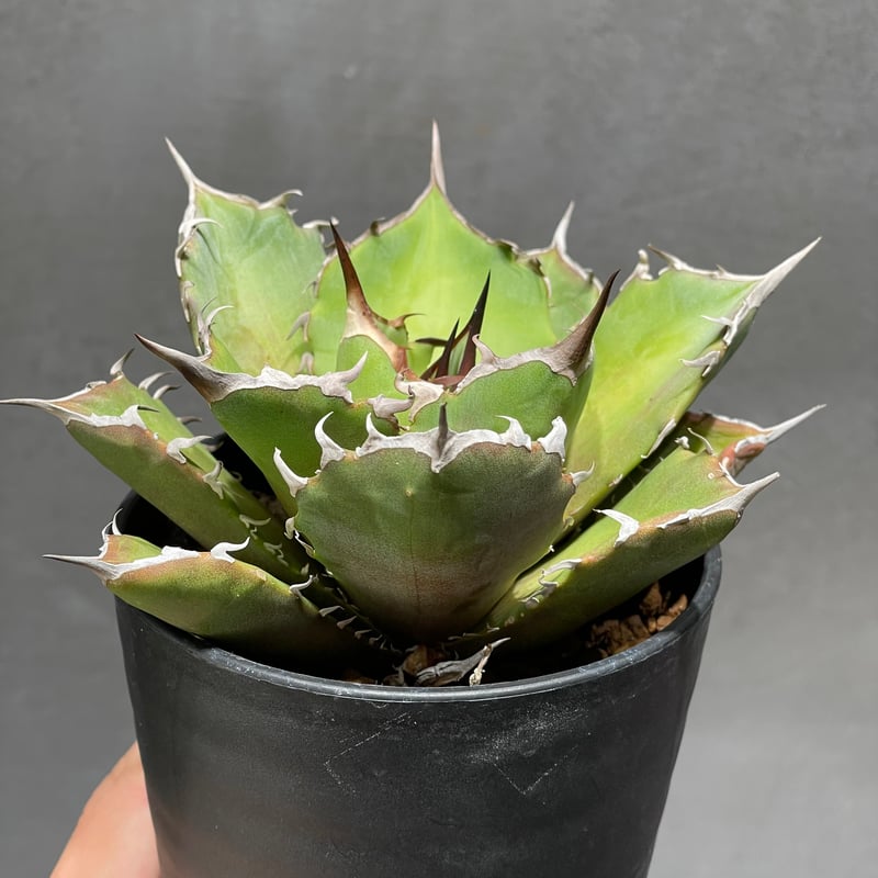 Agave titanota 【雷雪】 ④ | N PLANTS