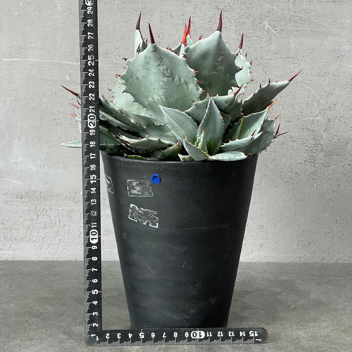 N PLANTS ORIGINAL HYBRID 007 ］17 | N PLANTS