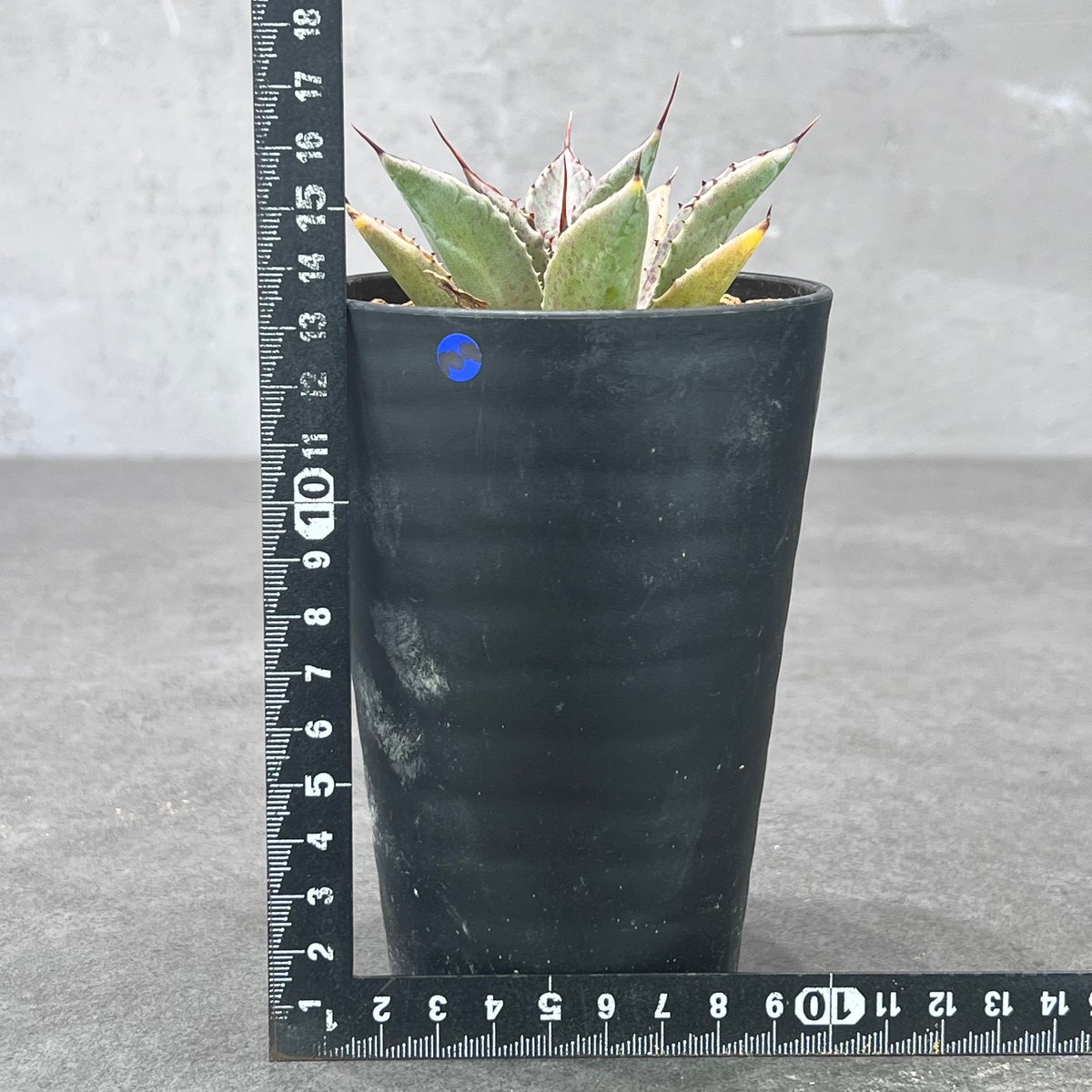 N PLANTS ORIGINAL HYBRID 014 ］104 スポット模様あり |