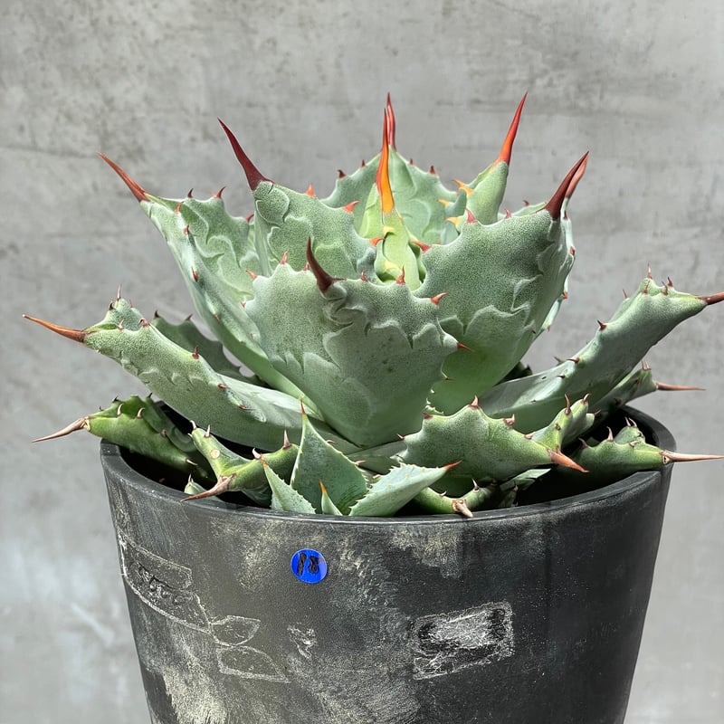 N PLANTS ORIGINAL HYBRID 010 ］18 | N PLANTS