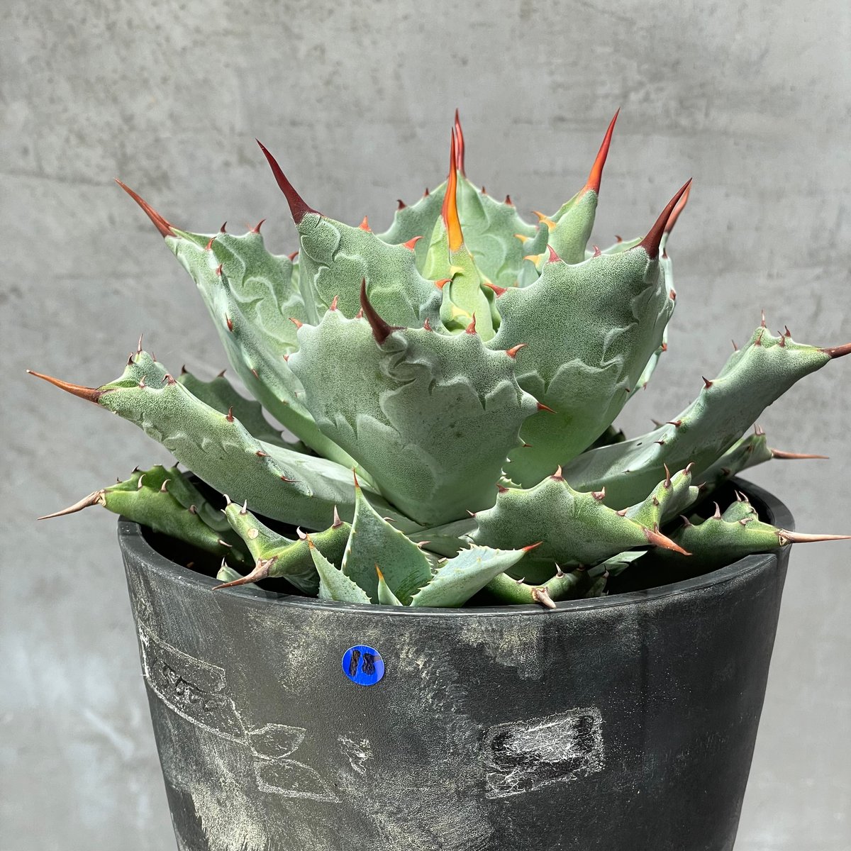 N PLANTS ORIGINAL HYBRID 010 ］18 | N PLANTS