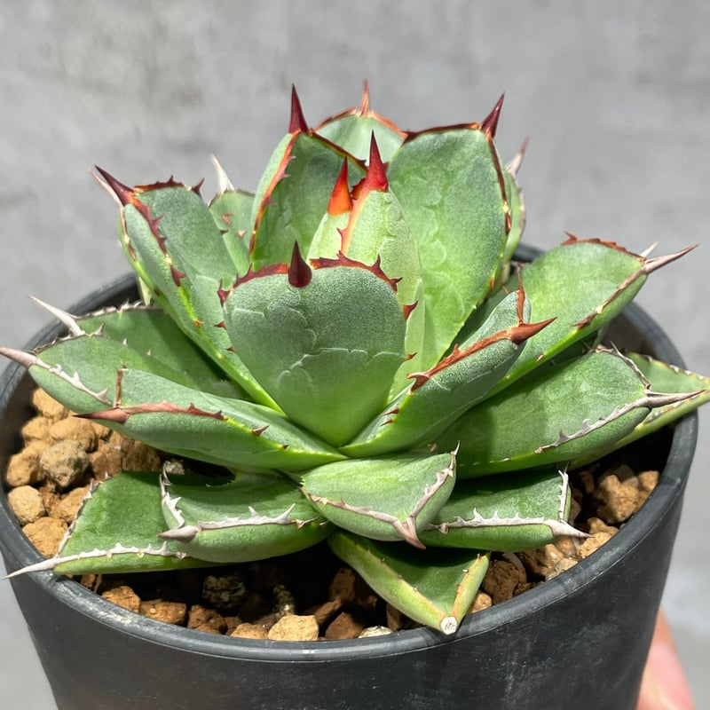 N PLANTS ORIGINAL HYBRID 003 ］11 | N PLANTS