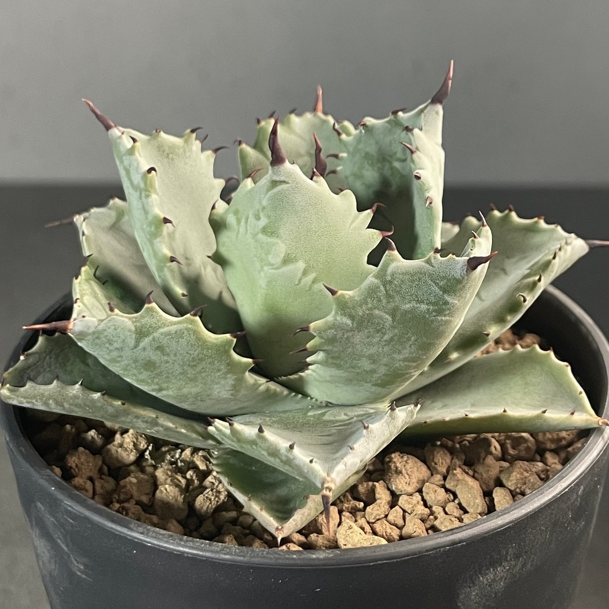 アガベ ハイブリッド 002 N PLANTS アガベ ハイブリッド 002 N PLANTS