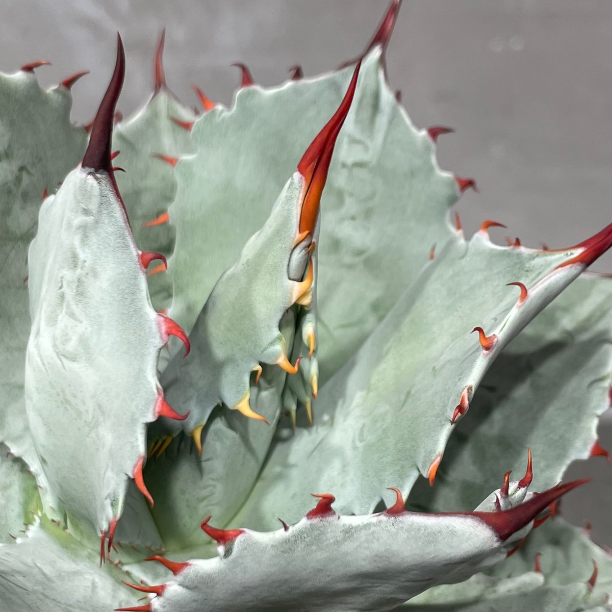 アガベ G720 GGコンパクタ｜ムチムチおデブのチタノタ | トゲラボ