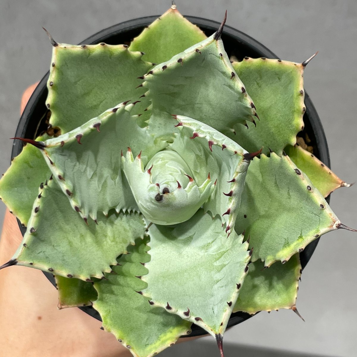 N PLANTS ORIGINAL HYBRID 005 ］16 | N PLANTS
