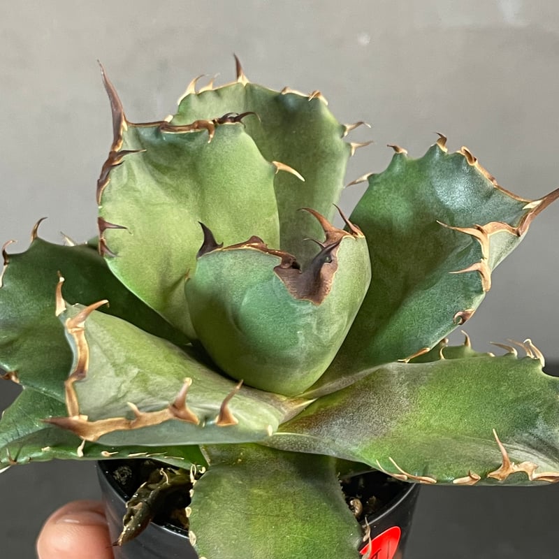 アガベ チタノタ キャンサー(CANCER) 親株 【公式通販】