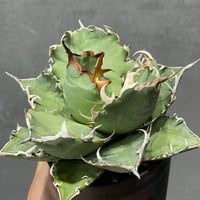 N PLANTS ORIGINAL HYBRID 003 ］11 | N PLANTS