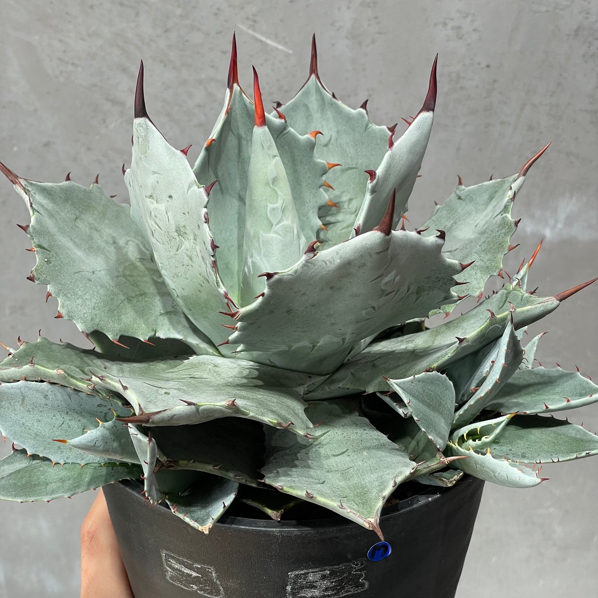 N PLANTS ORIGINAL HYBRID 007 ］17 | N PLANTS