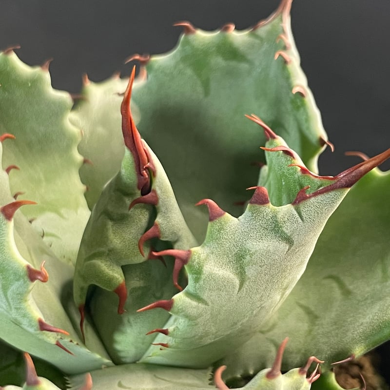 N Plants オリジナル アガベハイブリッド