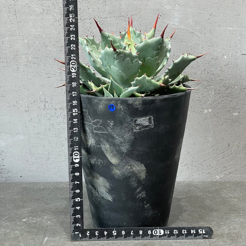 N PLANTS ORIGINAL HYBRID 010 ］18 | N PLANTS