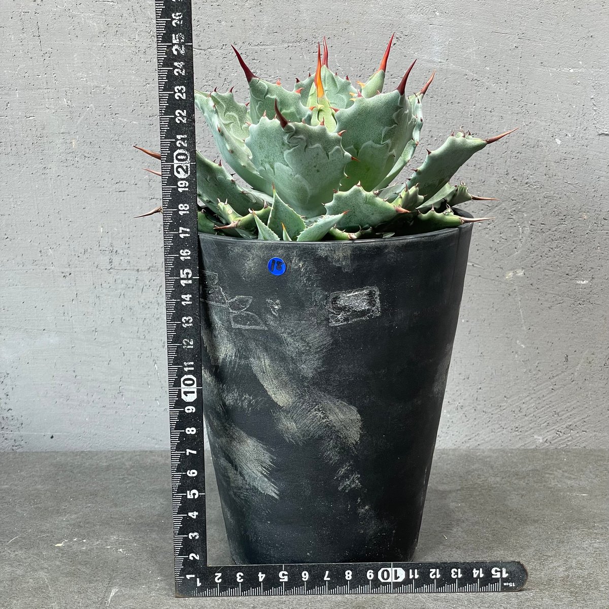 N PLANTS ORIGINAL HYBRID 010 ］18 | N PLANTS