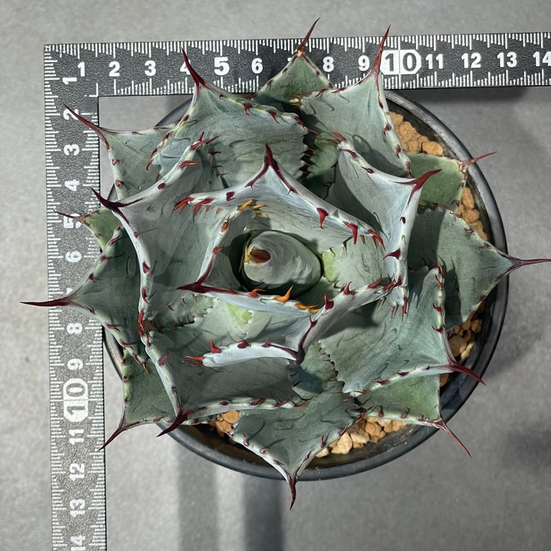 N PLANTS ORIGINAL HYBRID 007 ］8 | N PLANTS