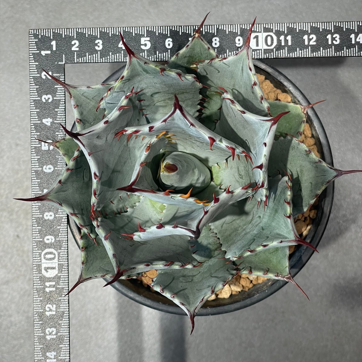 N PLANTS ORIGINAL HYBRID 007 ］8 | N PLANTS