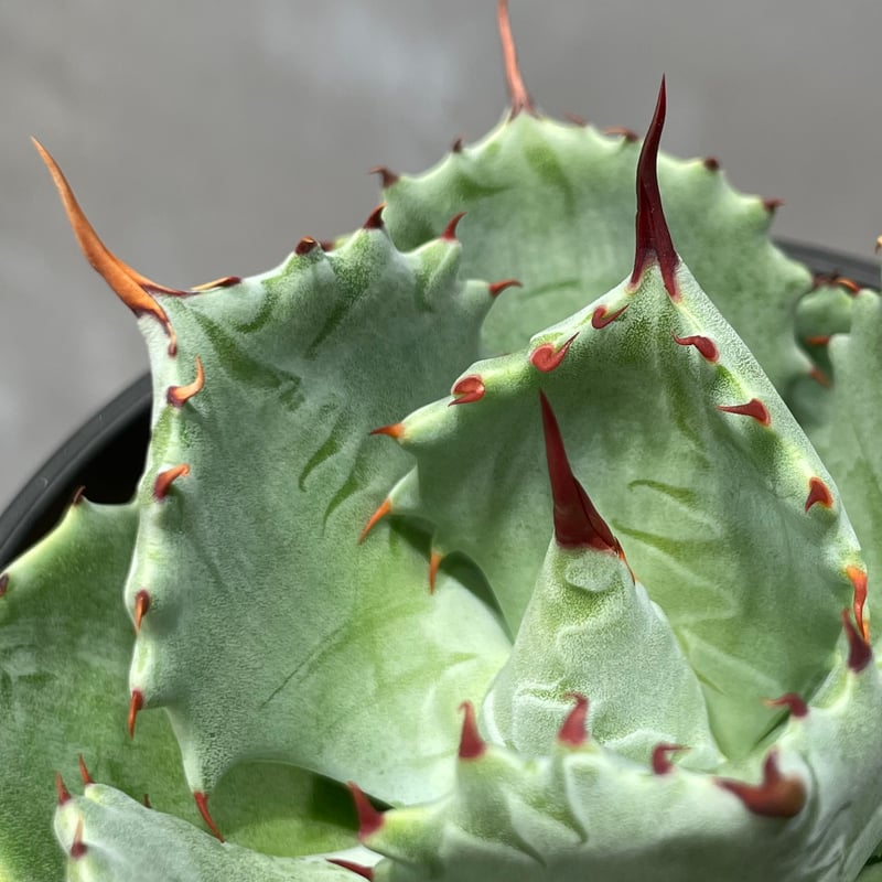 N PLANTS ORIGINAL HYBRID 004 ］13 | N PLANTS