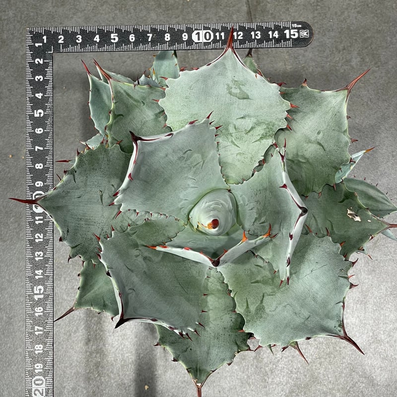 N PLANTS ORIGINAL HYBRID 007 ］17 | N PLANTS