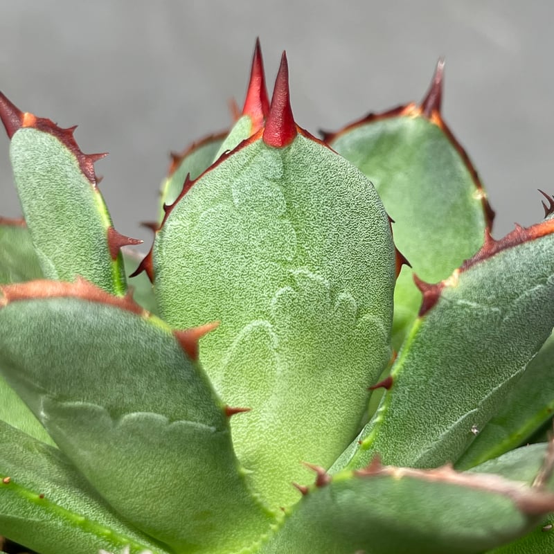 N PLANTS ORIGINAL HYBRID 003 ］11 | N PLANTS