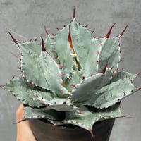 Agave Japan ジャパン Agave Japan ジャパン N PLANTS ORIGINAL HYBRID 005 ］7 | N PLANTS