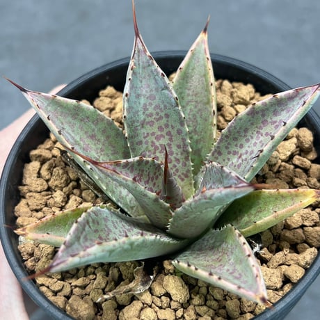 N PLANTS