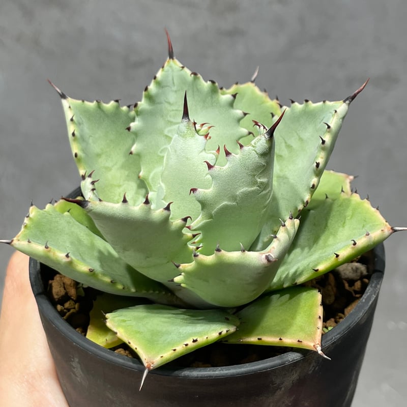 その他観葉植物 N_PLANTS N PLANTS ORIGINAL HYBRID 005 ］16 | N PLANTS
