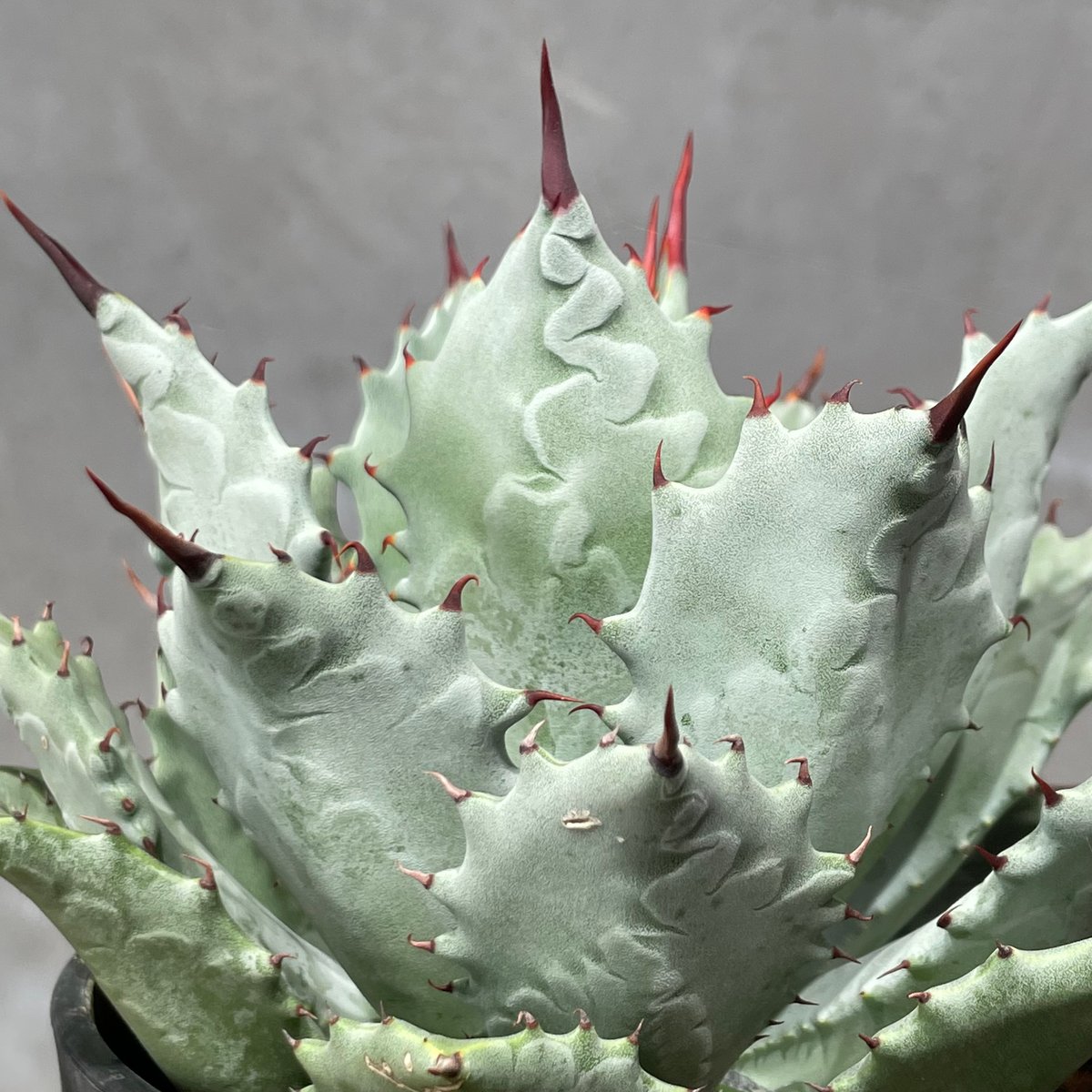 アガベ ハイブリッド 002 N PLANTS アガベ ハイブリッド 002 N PLANTS N PLANTS ORIGINAL HYBRID 005 ］7