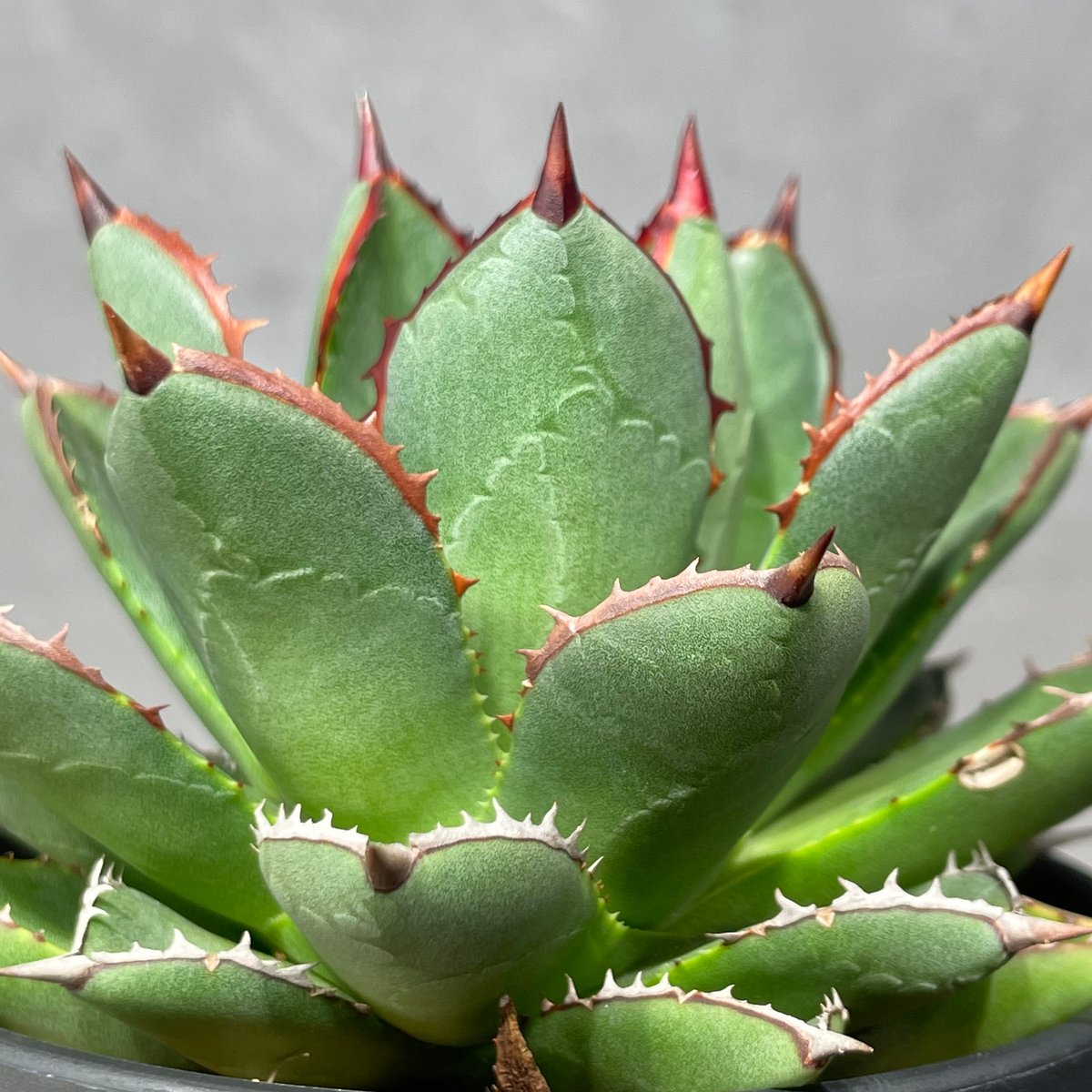 N PLANTS ORIGINAL HYBRID 003 ］12 | N PLANTS
