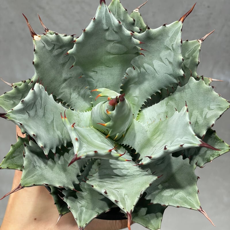 N PLANTS ORIGINAL HYBRID 005 ］7 | N PLANTS