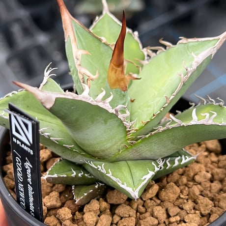 アガベ チタノタ 皇冠子株 すみっこ de plants様専用 Agave アガベ チタノタ 皇冠子株 すみっこ de plants様専用 Agave