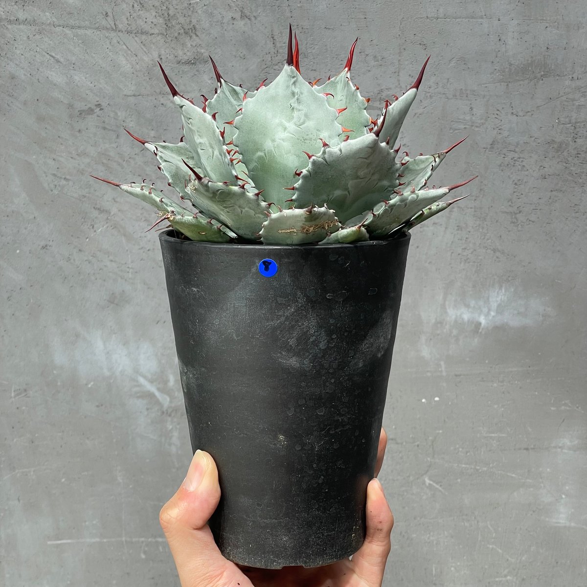 N PLANTS ORIGINAL HYBRID 007 ］8 | N PLANTS