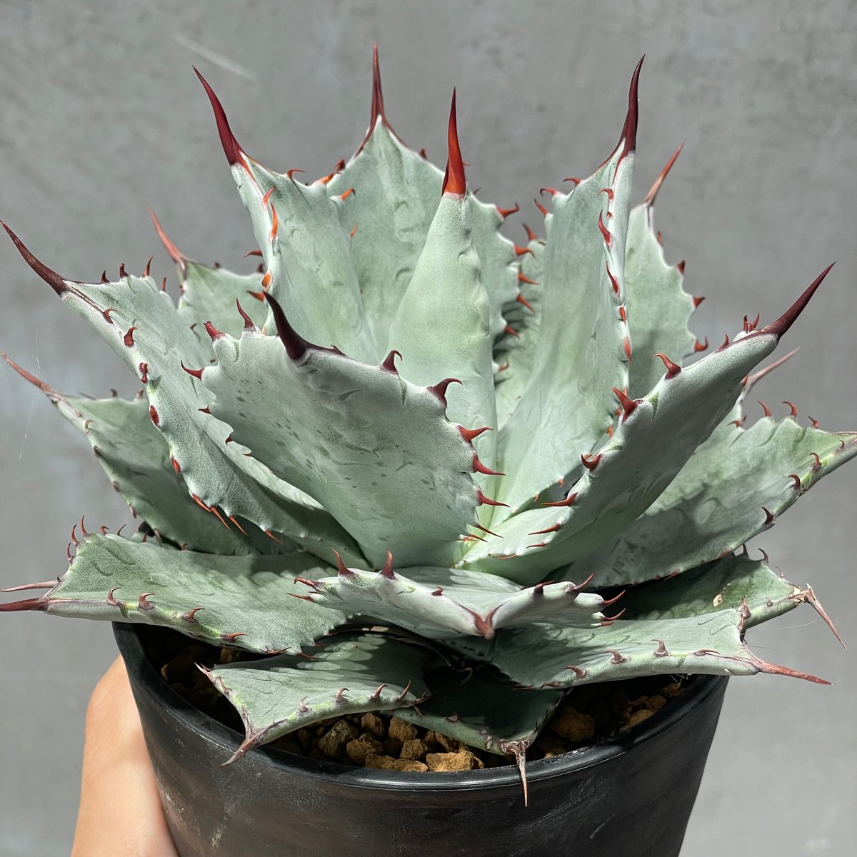 N PLANTS ORIGINAL HYBRID 007 ］8 | N PLANTS