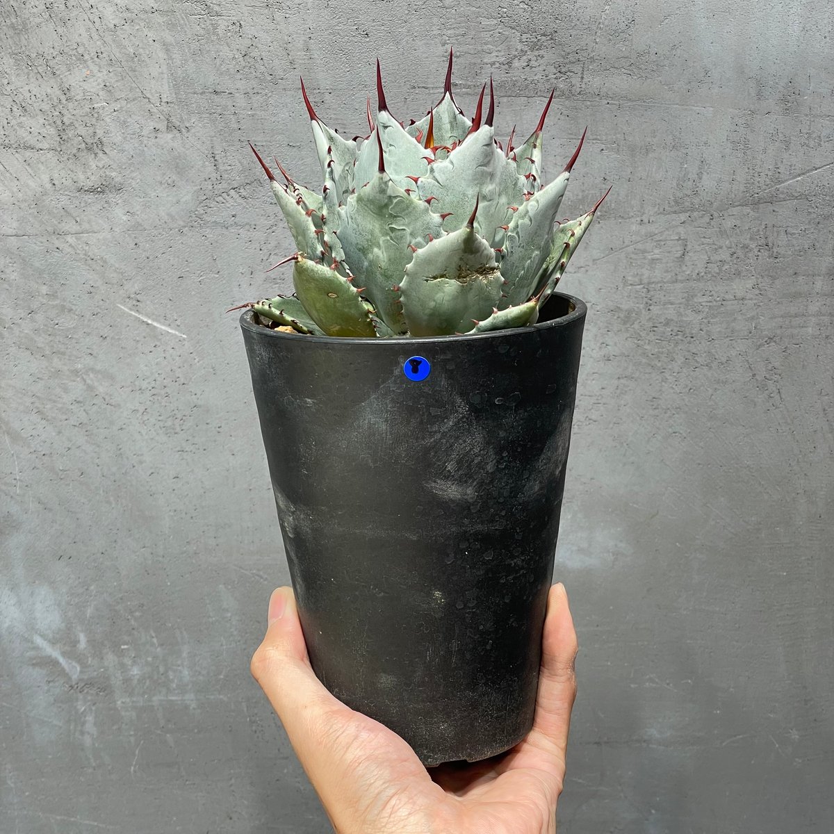 N PLANTS ORIGINAL HYBRID 007 ］8 | N PLANTS