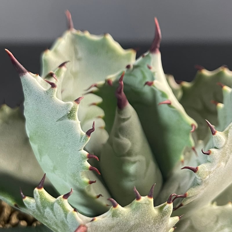 その他観葉植物 Nao Amazon｜ガジュマル 観葉植物 本物 虫がわかない FUK GREEN 室内