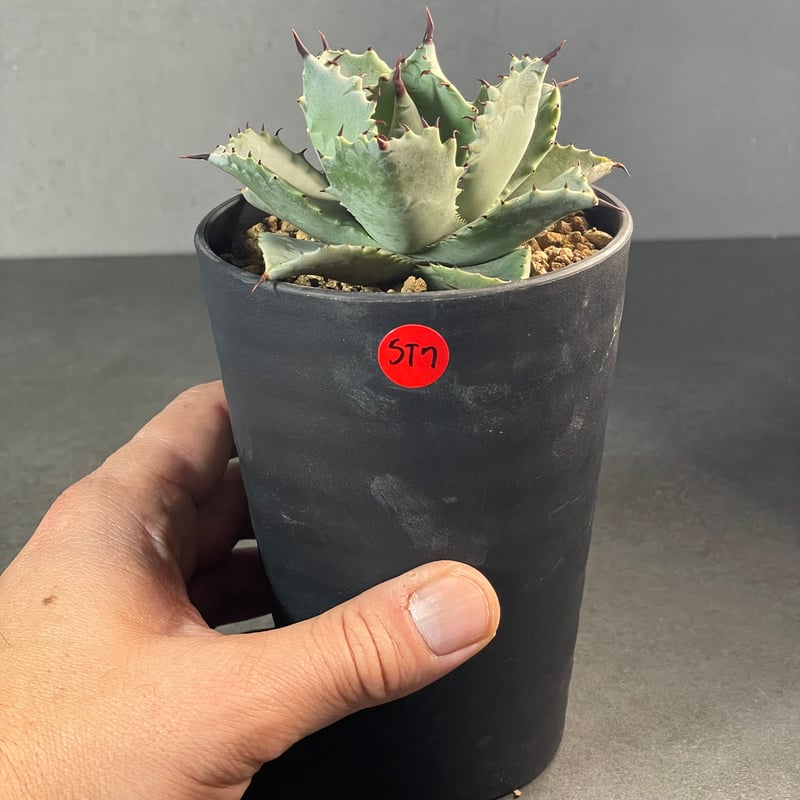 N PLANTS ORIGINAL HYBRID 005 ］7 | N PLANTS