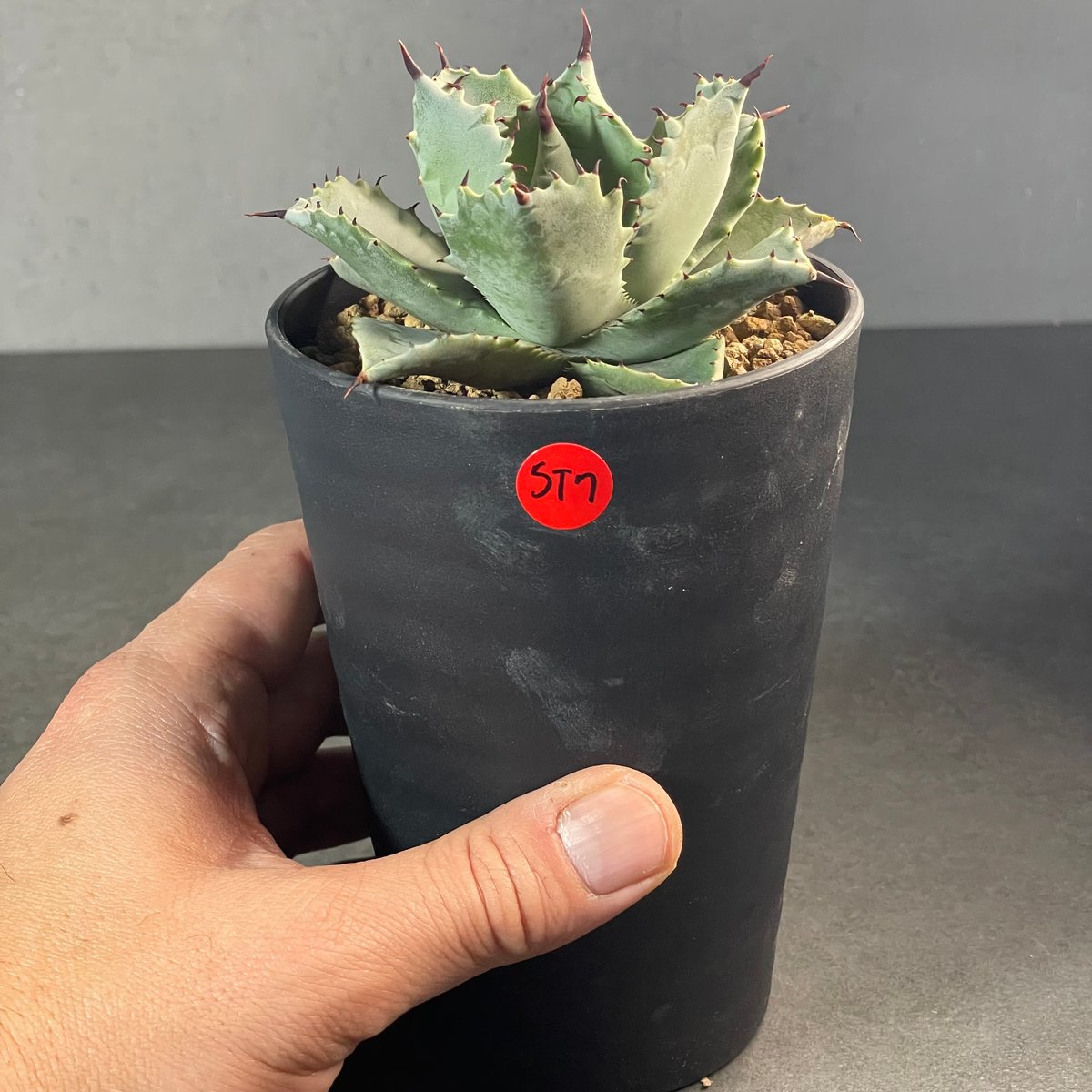 N PLANTS ORIGINAL HYBRID 005 ］7 | N PLANTS