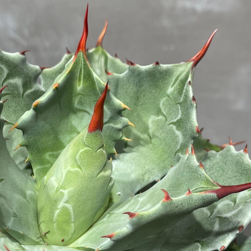 その他観葉植物 N_PLANTS N PLANTS ORIGINAL HYBRID 010 ］18 | N PLANTS