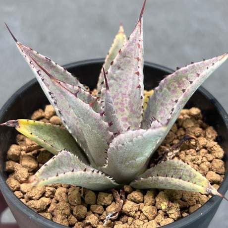 その他観葉植物 N N PLANTS
