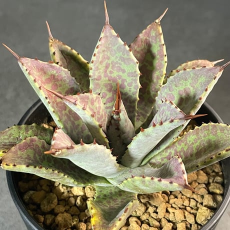 CATEGORY Agave | N PLANTS CATEGORY Agave | N PLANTS