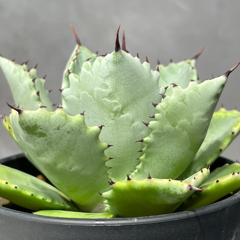 N PLANTS ORIGINAL HYBRID 005 ］16 | N PLANTS