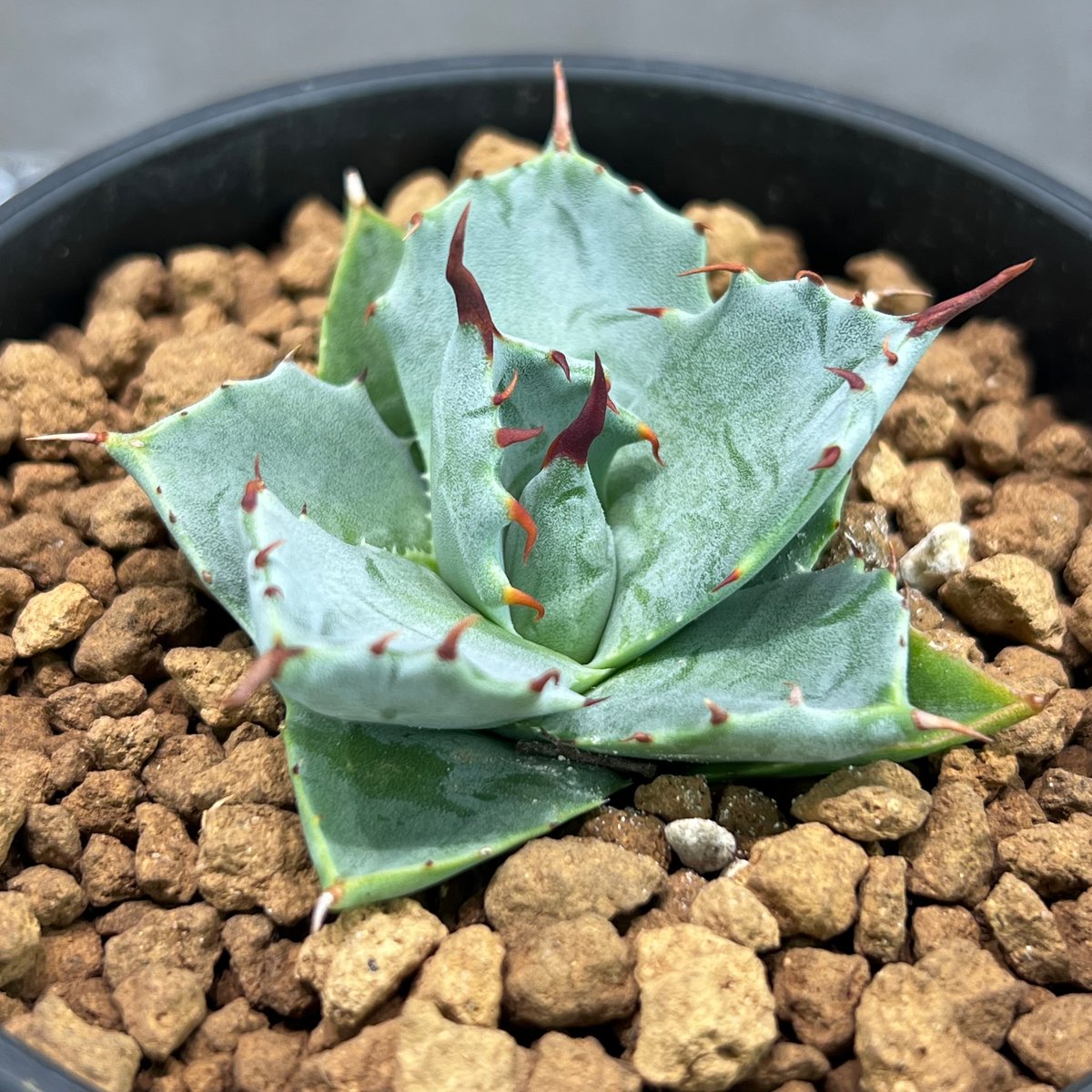 [ N PLANTS ORIGINAL HYBRID 016 ]eborispina × Ag...