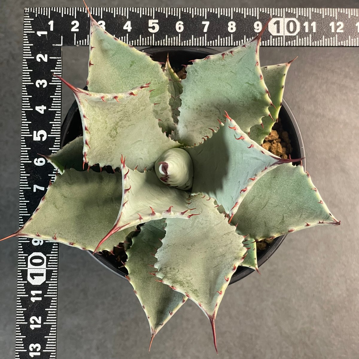 N PLANTS ORIGINAL HYBRID 007 ］10 | N PLANTS