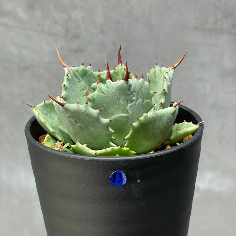 N PLANTS ORIGINAL HYBRID 004 ］13 | N PLANTS