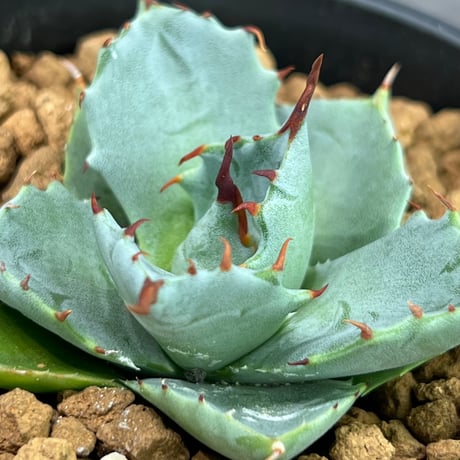 ［ N PLANTS ORIGINAL HYBRID 016 ］eborispina × Agave isthmensis '雷帝' 102