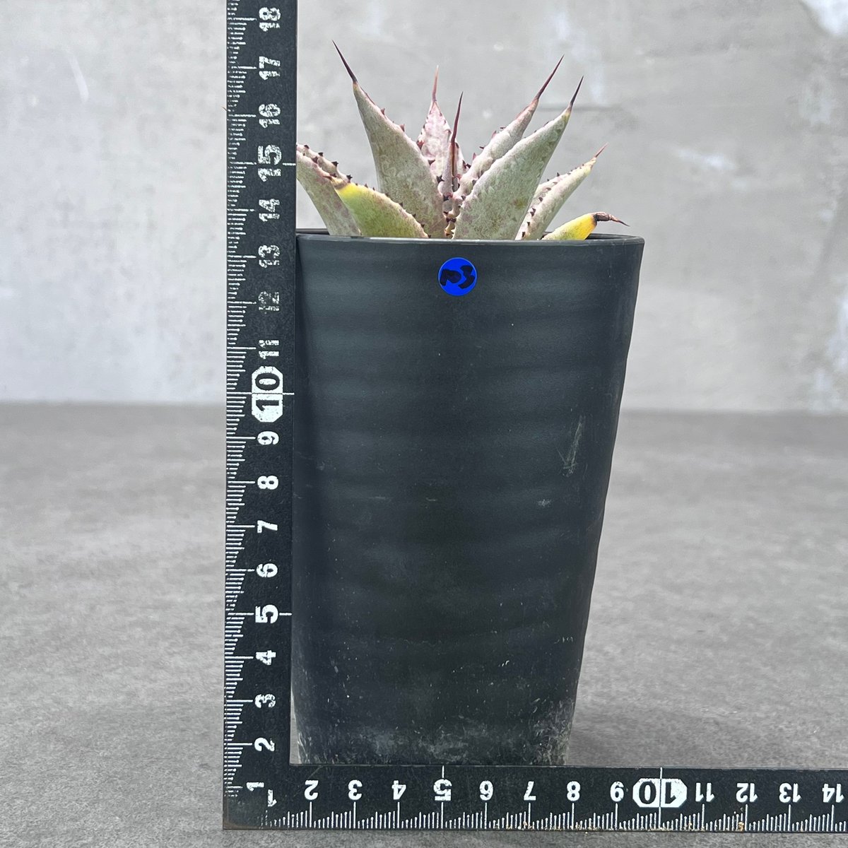 N PLANTS ORIGINAL HYBRID 014 ］103 スポット模様あり |