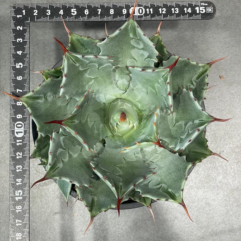 N PLANTS ORIGINAL HYBRID 010 ］18 | N PLANTS