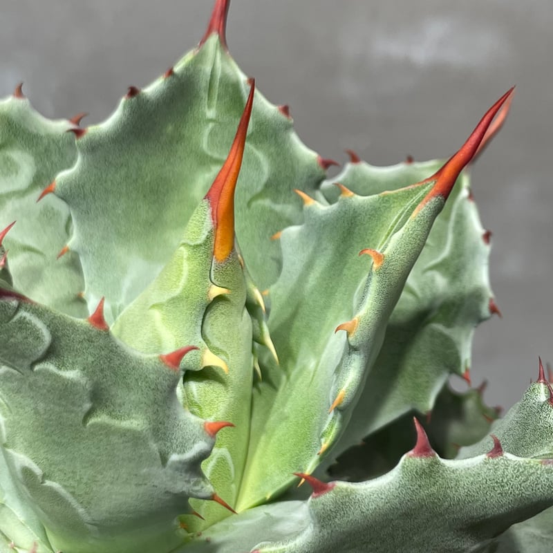 N PLANTS ORIGINAL HYBRID 010 ］18 | N PLANTS