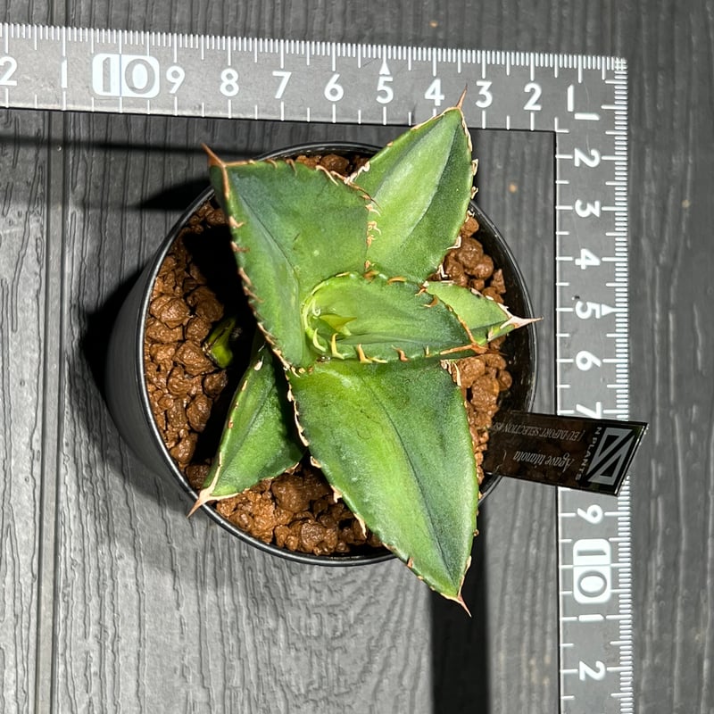 Agave titanota 【EU import selection SPREWELL】 | 
