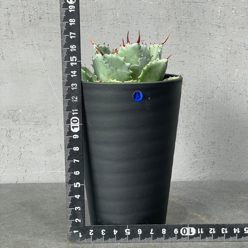 N PLANTS ORIGINAL HYBRID 004 ］13 | N PLANTS