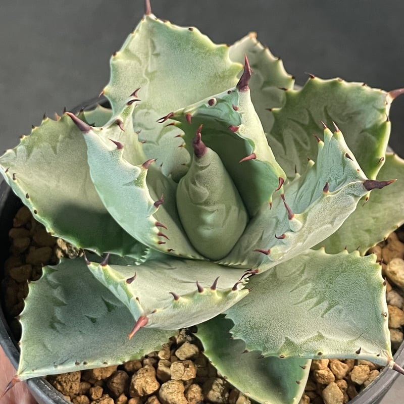 N PLANTS ORIGINAL HYBRID 005 ］7 | N PLANTS