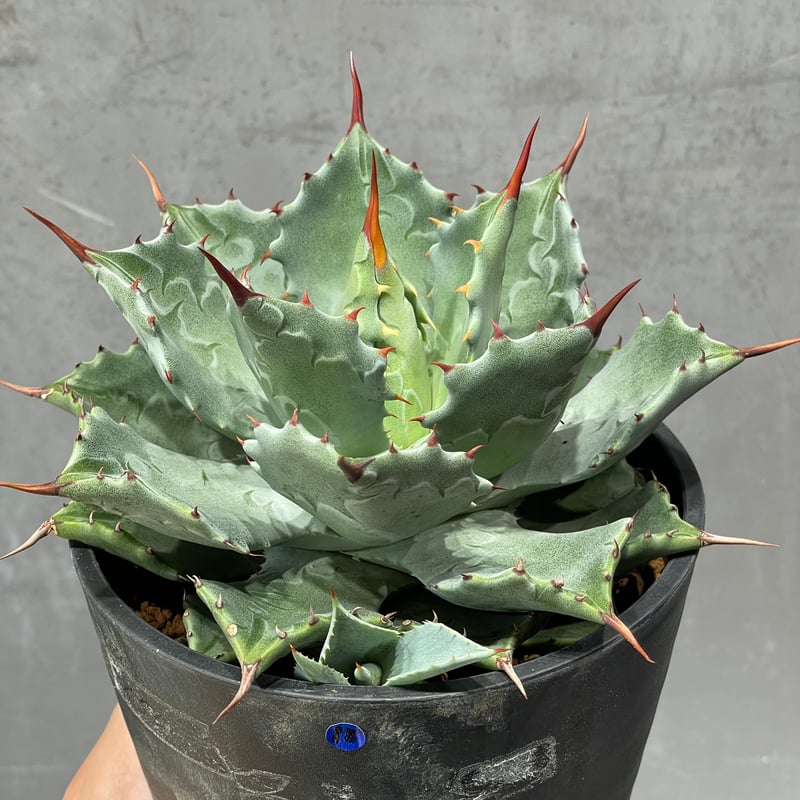 N PLANTS ORIGINAL HYBRID 010 ］18 | N PLANTS