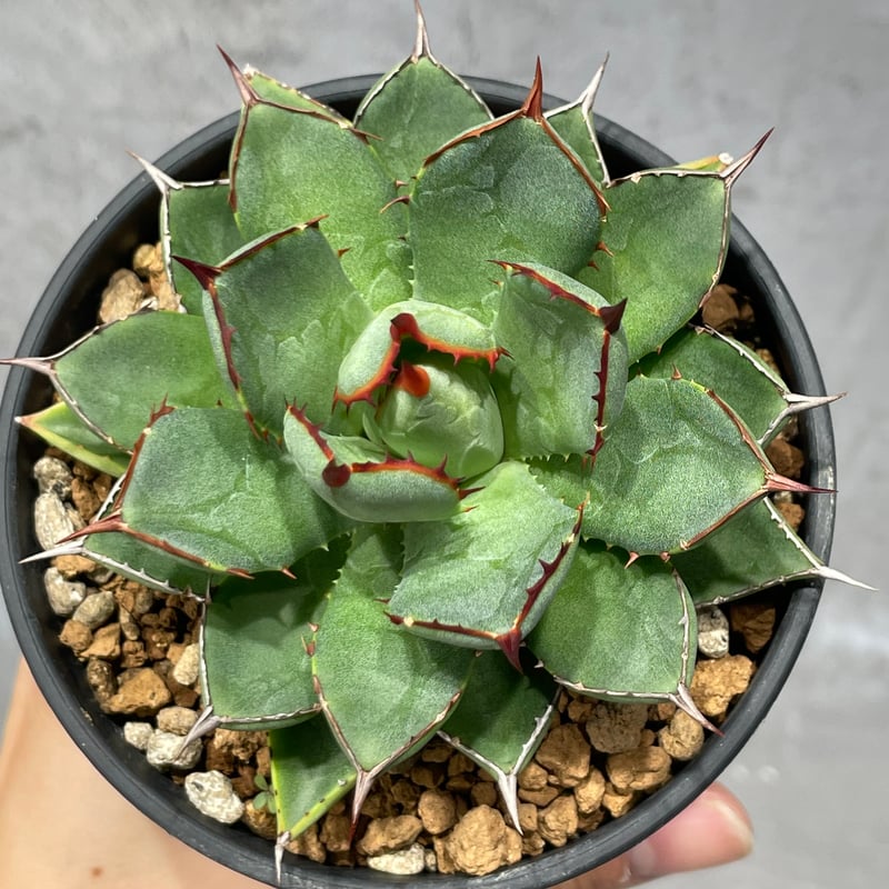 N PLANTS ORIGINAL HYBRID 003 ］11 | N PLANTS